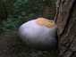 Bükkfa-tapló (Fomes fomentarius), Budai-hegység
